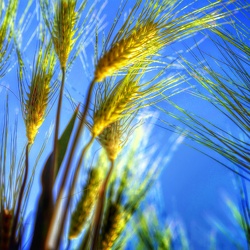 Album 2015 - die TOP 100 Bilder meines Jahres